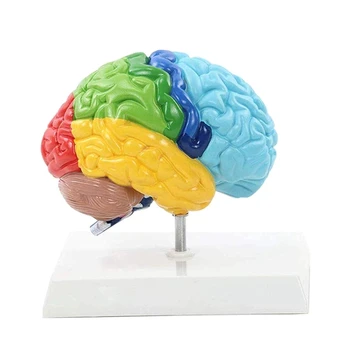 Vzdelávanie Pravej Hemisfére Mozgu Ľudského Tela Model 1:1 Pre Študentov Učiteľské Študijné Montáž Modelu